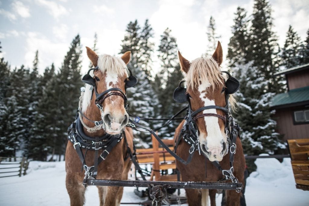| sleigh ride dinner