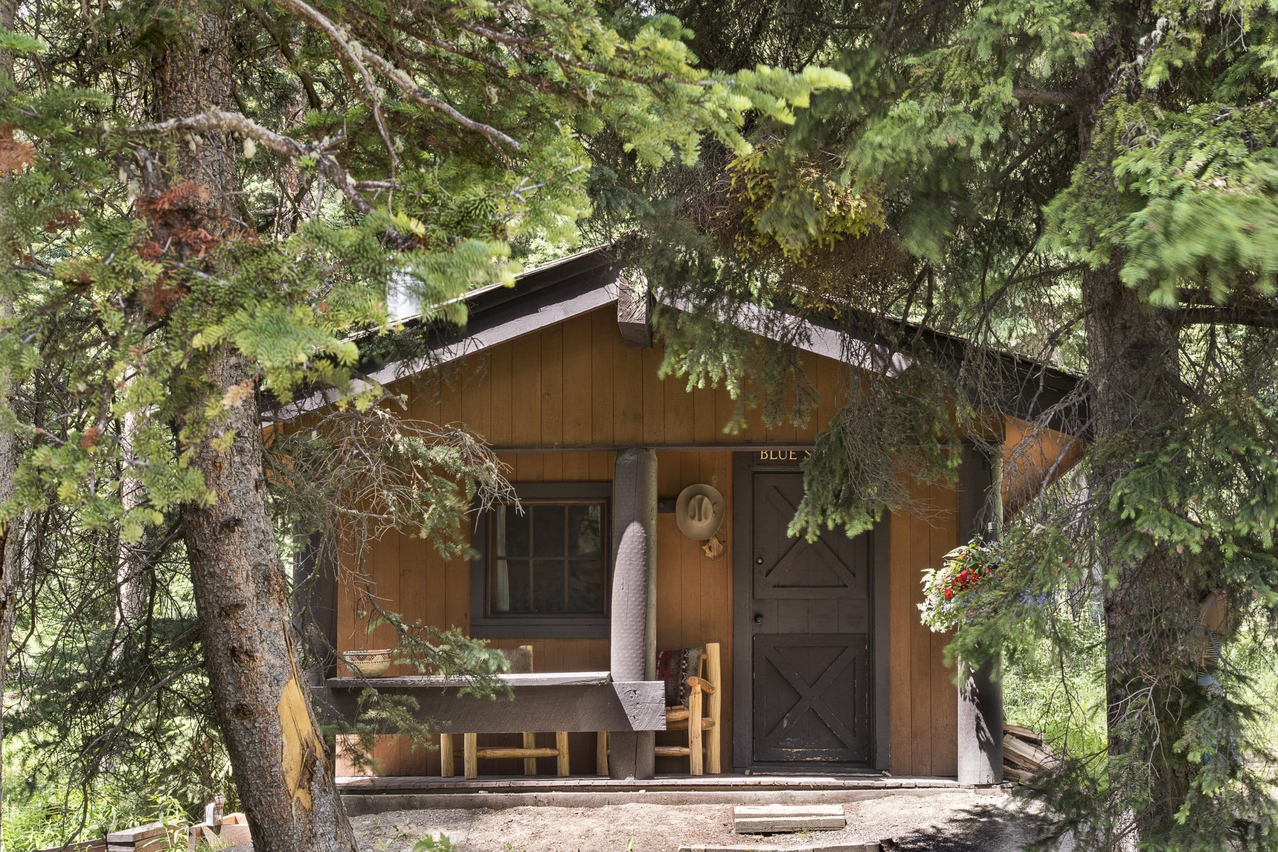 | Blue Spruce 1 scaled