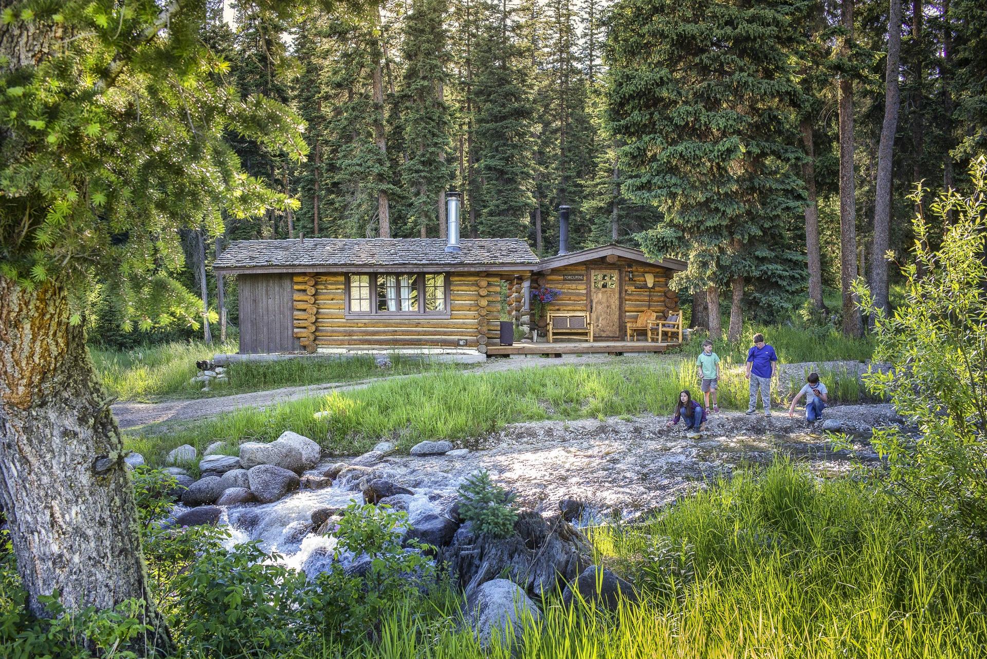 | Porcupine Chipmunk 1