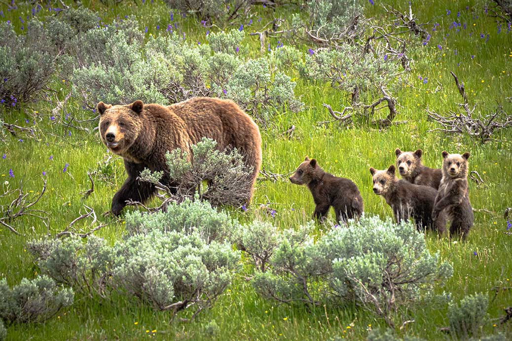 Grizzly Bear