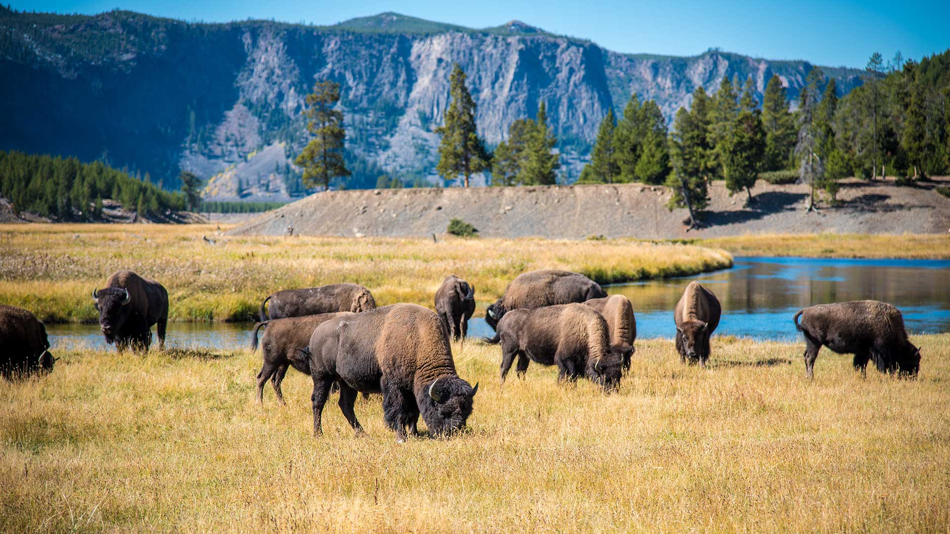 | buffalo