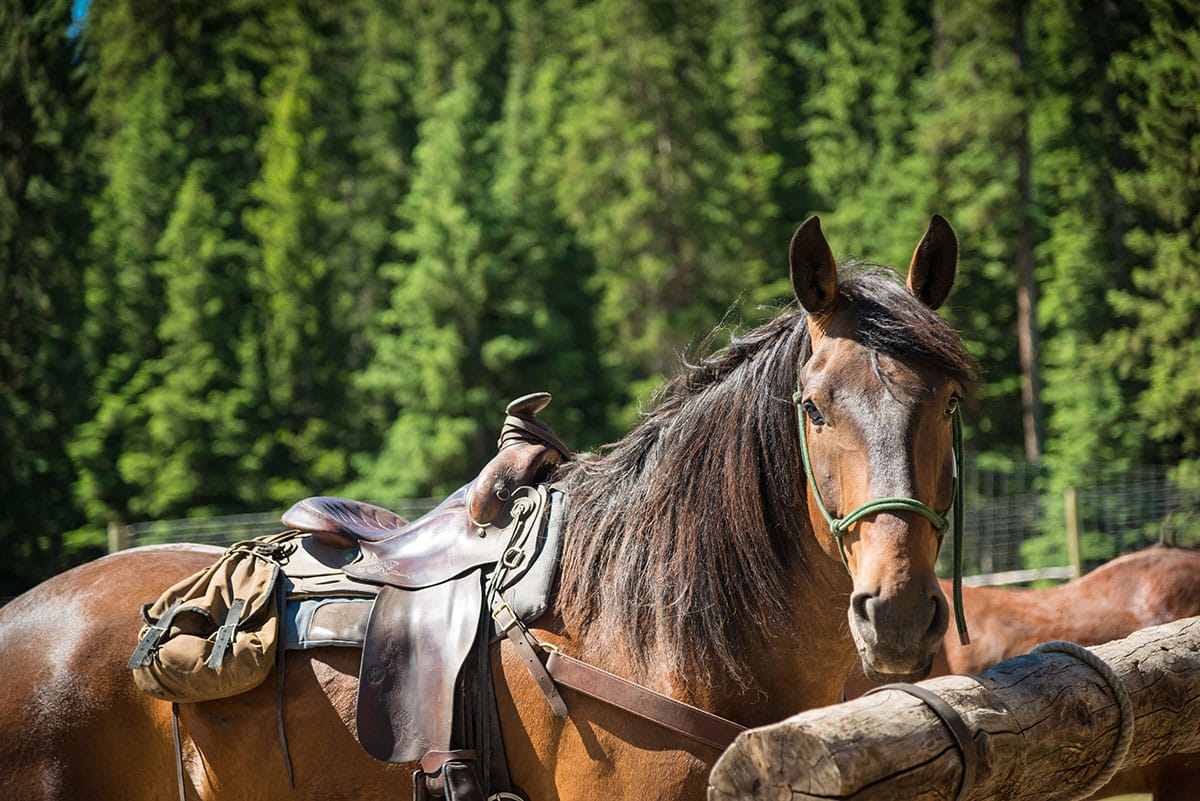 | LMR Horse