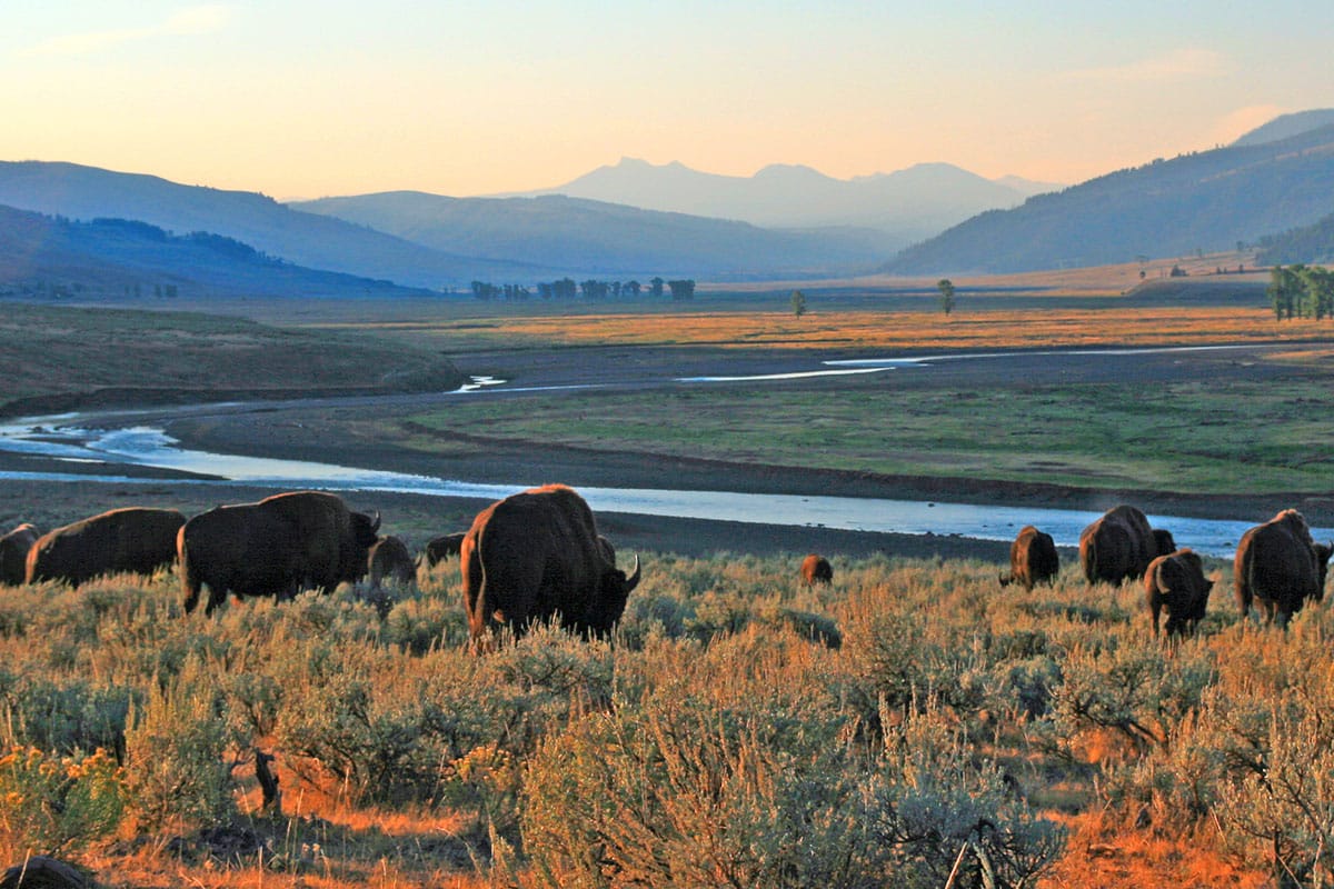Yellowstone Tours