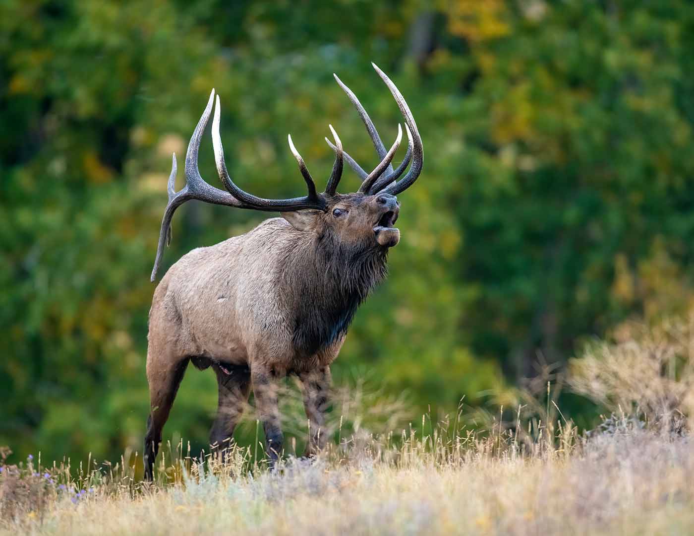 Yellowstone Wildlife