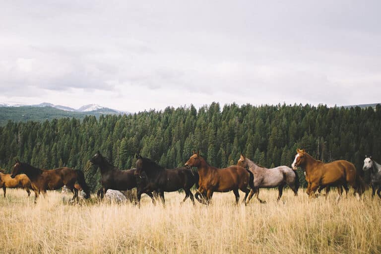 HORSES