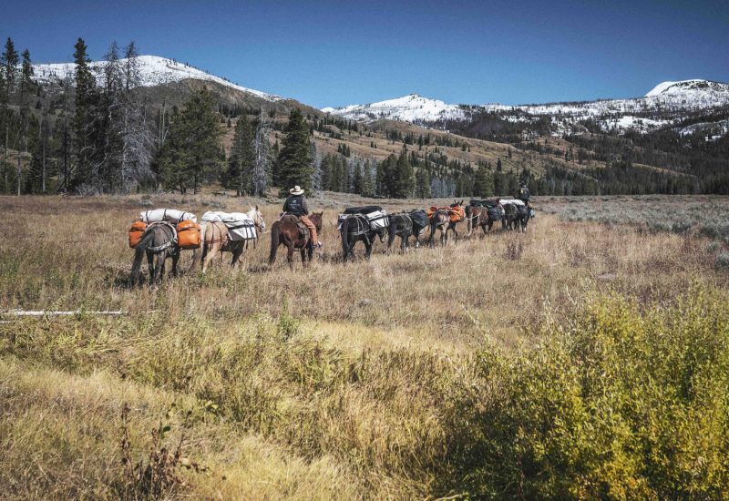 Yellowstone Pack Trip Yellowstone Pack Trip